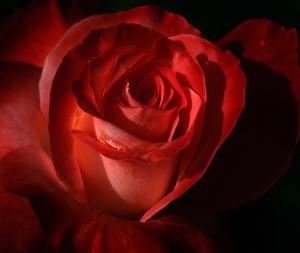 Rose Petal Florist - Dickinson, TX - Wedding Flowers