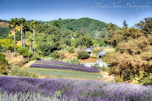Keys Creek Lavender Farm