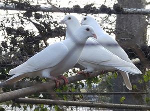 White Doves Of Love