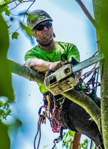 Tree Service & Removal