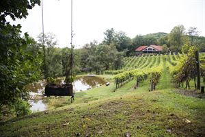 The Vineyard at High Holly