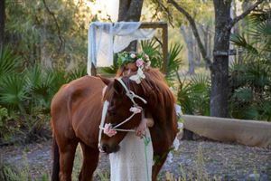 Serenity Horse Stables