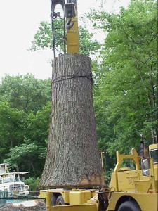 Andersons Tree Services Smithtown
